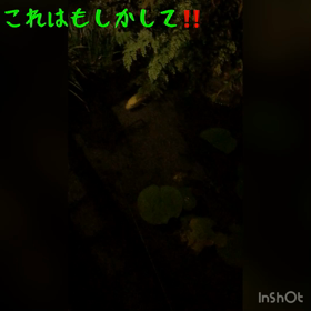 人面魚風❓「金ちゃん」の画像