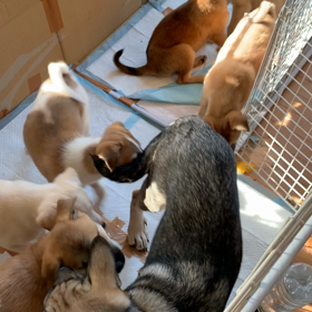 里親さん募集中の画像