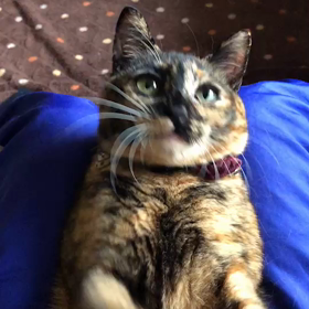 ぷぷっ｡:+((*´艸`))+:｡ びっくりしたよね？の画像