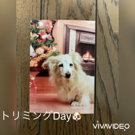 トリミングの画像