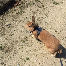 うさんぽ(๑ơ ₃ ơ)♥の画像