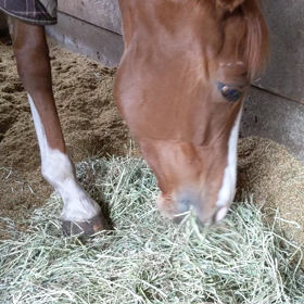 ただ馬が草を食べる動画　ラドルクス編の画像