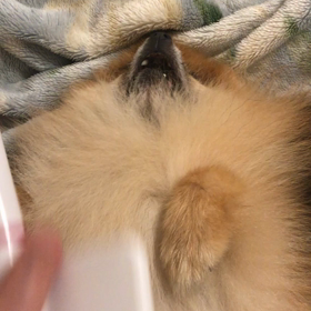 癒すと同時に癒されているんだワンの画像