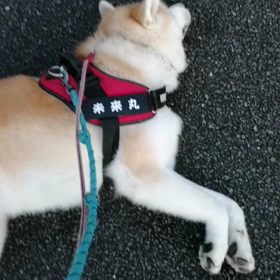 昨日は長時間ドライブの疲れで夕方散歩を止めちゃった未来丸。今朝はその挽回とはりきること思いきや、の画像