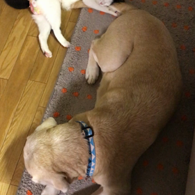 執事のストーカーの画像