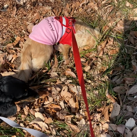 春の散歩の画像