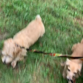 9月22日14わんこと1時間遠足  代々木公園の画像