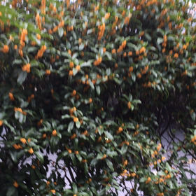 目黒川界隈の画像