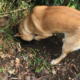 おぬし、埋蔵金か！？の画像