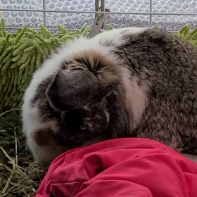 明日よりカフェをオープンいたします。の画像