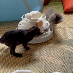 クローリの猫部屋通信番外編　どんちゃんの預かりだよりの画像