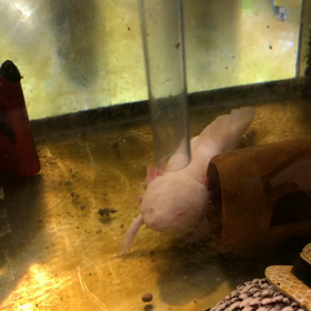 ウーパールーパーの画像