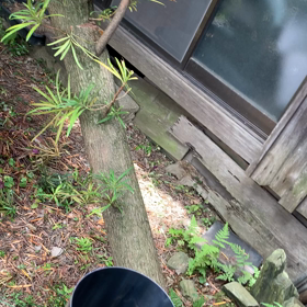 庭と、病院！の画像