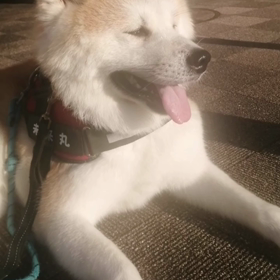 飼い主、眼の定期検診のため早朝の順番取りと検診のため朝散歩は短縮。いつもはヤル気無しの未来丸、散の画像