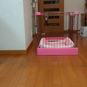 久しぶりのももの画像