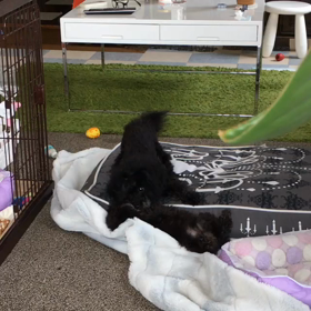 遊んでる？の画像