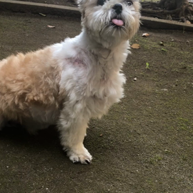 スゴイぞ！てんてん！の画像