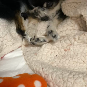 遡りと…あけましておめでとうございますの画像