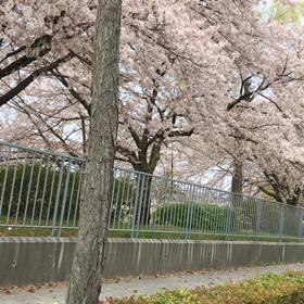 桜   桜   桜の画像