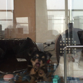 メリちゃんダンスの画像