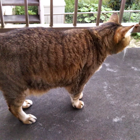 見つめてるの画像