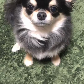 不器用なお手 (^｡^)の画像