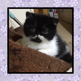 心の叫びとうらはらにの画像