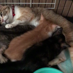 華音えらいねーの画像