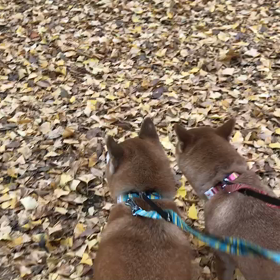 ♪お散歩動画♪代々木公園♪の画像