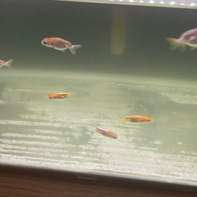 初　愚痴ブログ。笑の画像