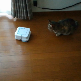 我が家にやってきたのは…の画像