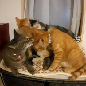 ちびっ子たちに大人気の家猫いぶの画像