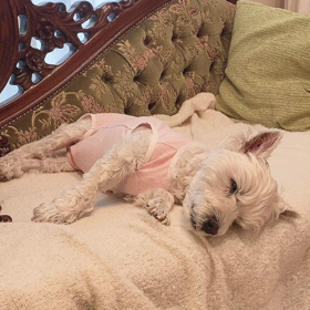 愛犬ふーちゃんの安心が伝わる映像　少しお仕事のお話しの画像