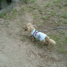 ご一緒に～!犬(((・・;)の画像