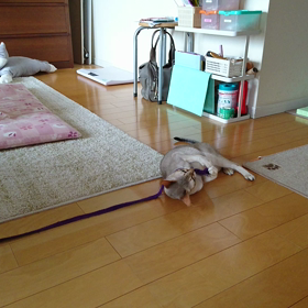 紐で遊ぶ動画の画像