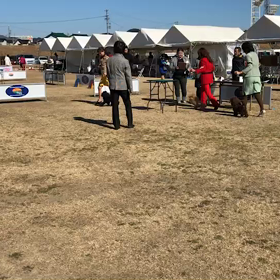 2月2.3日のドッグショーの画像