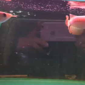 入荷情報の画像