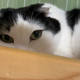 かくれんぼの画像