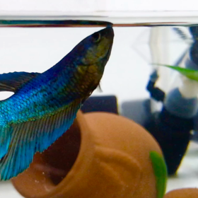 人よりもエサを待ってるリーフちゃんの画像