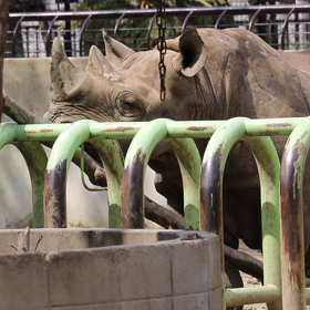 クロサイの画像