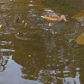 ヒナ誕生の画像