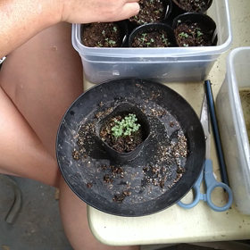 実生の植え替えの画像