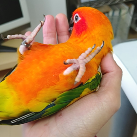 ミント × プロテイン入荷✔️の画像