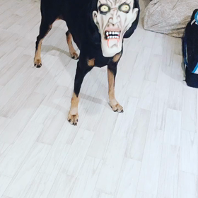 さにーが怖いの画像