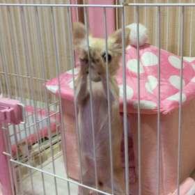 シャンプーの画像