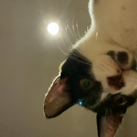 【白黒ハチワレ】　携帯覗くと。の画像