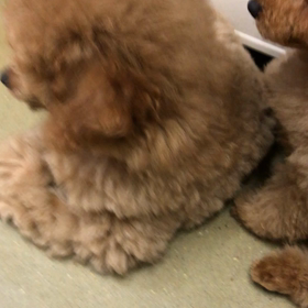 ホワイト絶滅の危機(＞人＜;)の画像