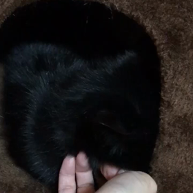 武蔵くん発動の画像