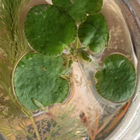 めだかちゃん動画⑦の画像