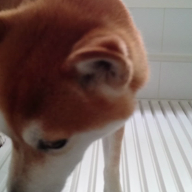 勘助の動画ですの画像